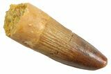 Juvenile Fossil Spinosaurus Tooth - Real Dinosaur Tooth #354823-1